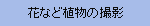 花など植物の撮影