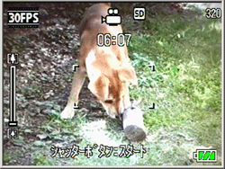 シャッターボタンを押すと動画の撮影が開始されます