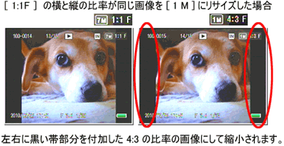 ［ 1:1F ］の画像は、横と縦の比率が同じです。この画像をリサイズした場合、左右に黒い帯部分を付加した 4:3 の比率の画像にして縮小されます。
