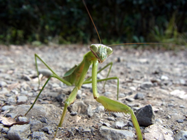 「 オオカマキリ 」