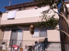 「 近所のあぶくん 」