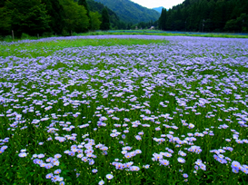 「 野菊咲く山里 」