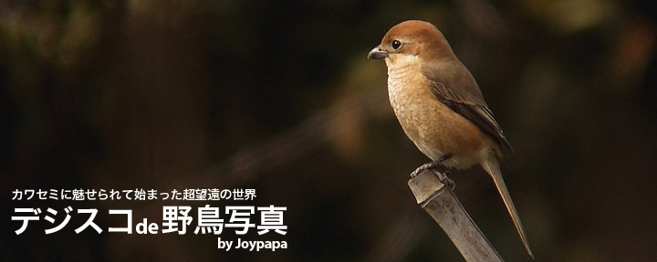 デジスコde野鳥写真 by Joypapa