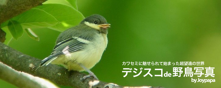 デジスコde野鳥写真 by Joypapa