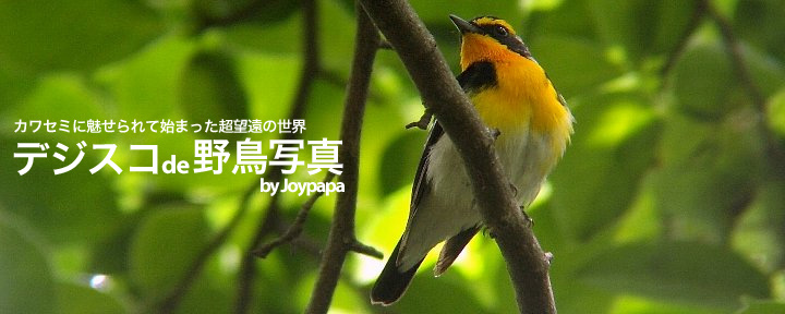 デジスコde野鳥写真 by Joypapa