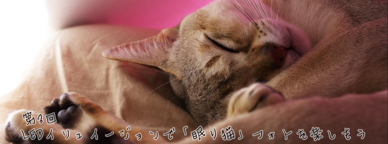 第3回 LEDイリュージョンで「眠り猫」フォトを楽しもう