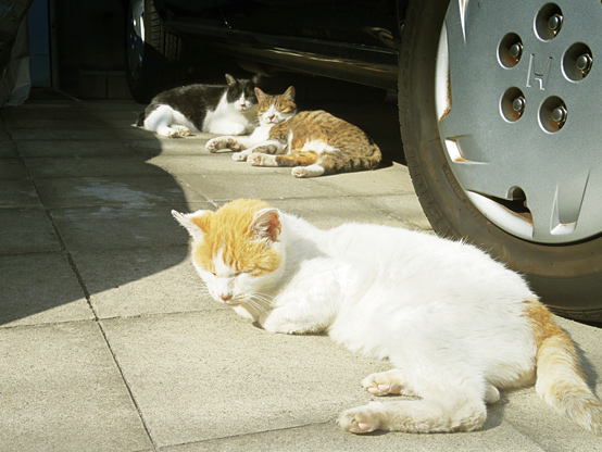 ひなた猫