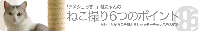 「アメショっす!」桃にゃんの ねこ撮り6つのポイント 飼い主だからこそ狙えるシャッターチャンスを大紹介