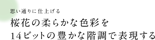 思い通りに仕上げる 桜花の柔らかな色彩を14ビットの豊かな階調で表現する