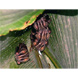 Uroderma bilobatum