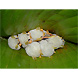 Ectophylla alba