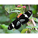 Heliconius doris