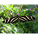 Heliconius charitonia