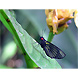 Synale cynaxa