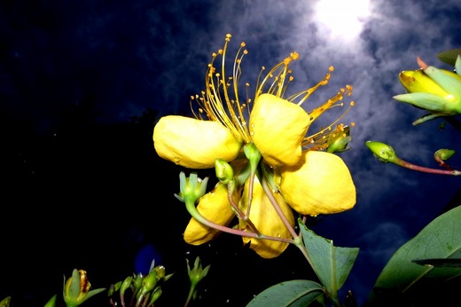 s-Naked flowers.jpg