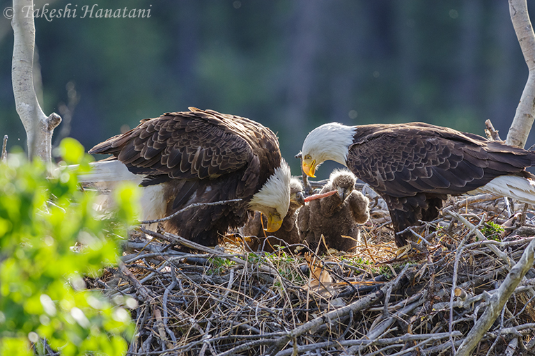 第3回 Bald Eagle 白頭鷲 Beautiful Photo Life Ricoh Imaging 第3回 Bald Eagle 白頭鷲 Beautiful Photo Life Ricoh Imaging