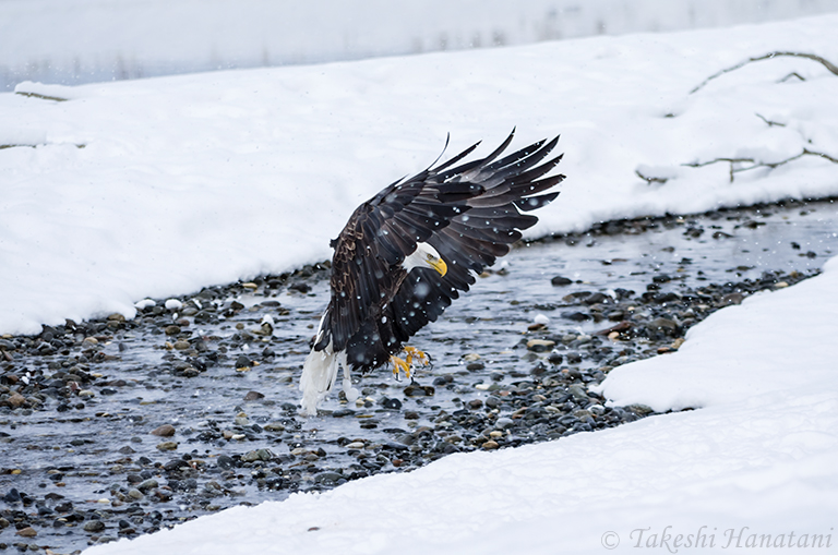 第3回 Bald Eagle - 白頭鷲 / Beautiful Photo-life | RICOH IMAGING