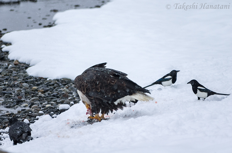 第3回 Bald Eagle - 白頭鷲 / Beautiful Photo-life | RICOH IMAGING