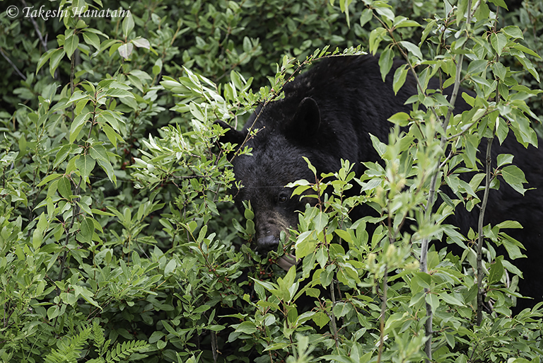 牛66頭を襲ったヒグマOSO18駆除 ハンターがOSO18と気づかずに