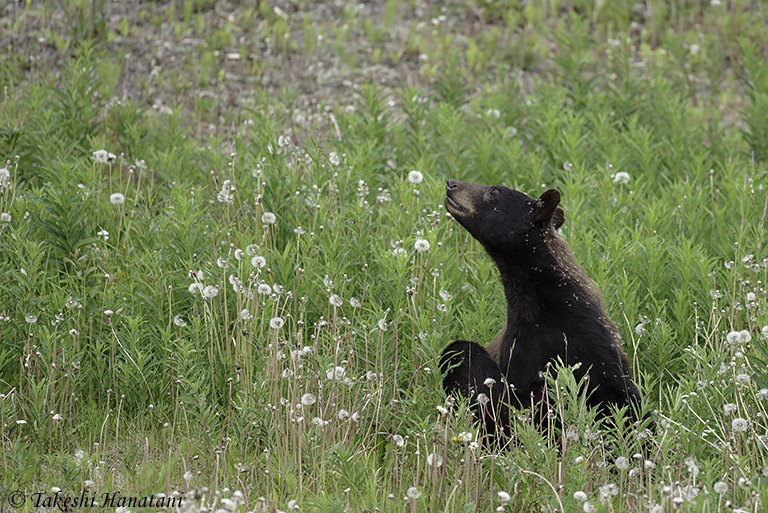 第4回 'Black' bear - 『黒熊』という名の熊 / Beautiful Photo
