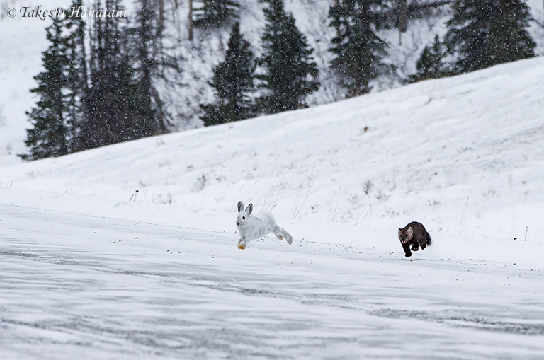 コ熊‼️ File:昭和新山熊牧場7 子熊.jpg - Wikimedia Commons