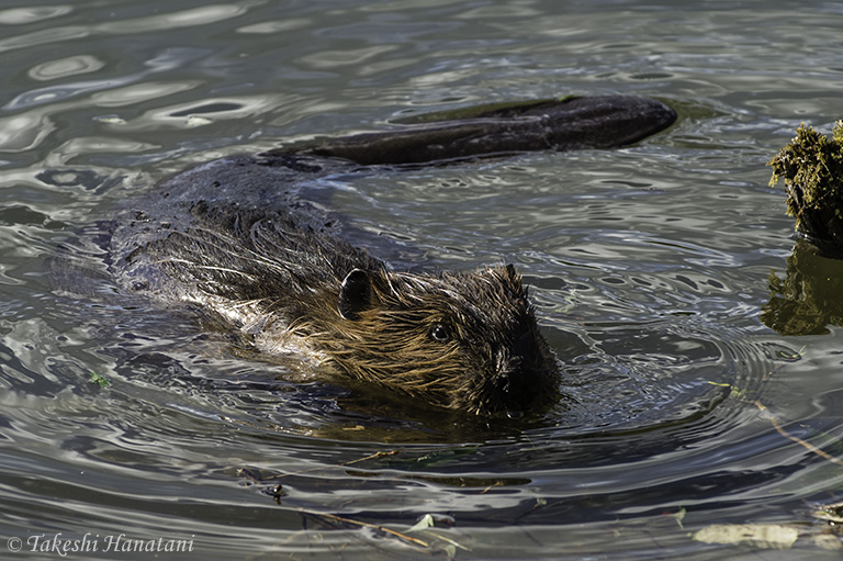 第5回 Small Mammals 1 - 小さな生命 1 / Beautiful Photo-life
