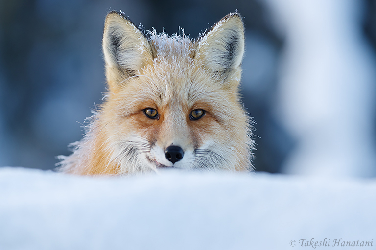 第5回 Small Mammals 1 - 小さな生命 1 / Beautiful Photo-life