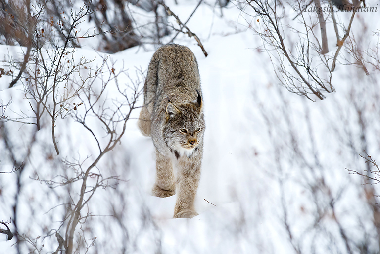 第5回 Small Mammals 1 - 小さな生命 1 / Beautiful Photo-life