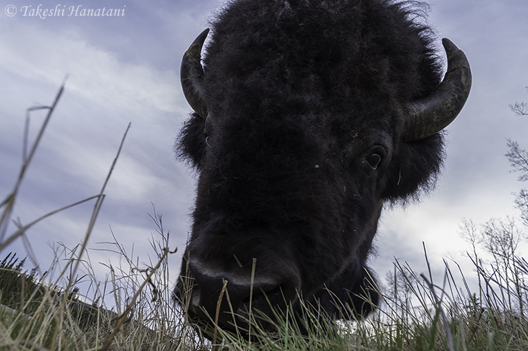 第6回 The Wild Beast アメリカバイソン Beautiful Photo Life Ricoh Imaging