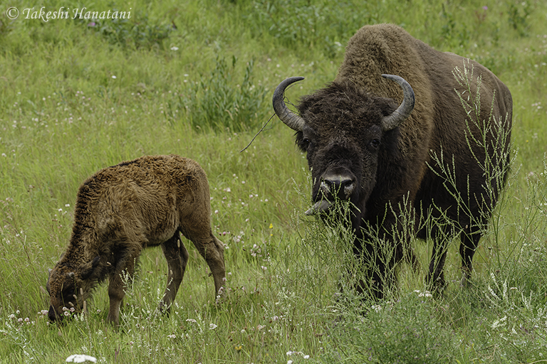 第6回 The Wild Beast アメリカバイソン Beautiful Photo Life Ricoh Imaging