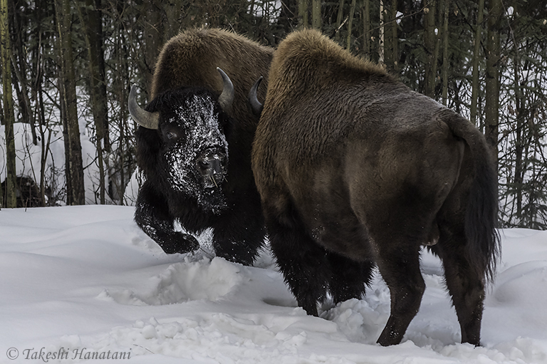 第6回 The Wild Beast アメリカバイソン Beautiful Photo Life Ricoh Imaging