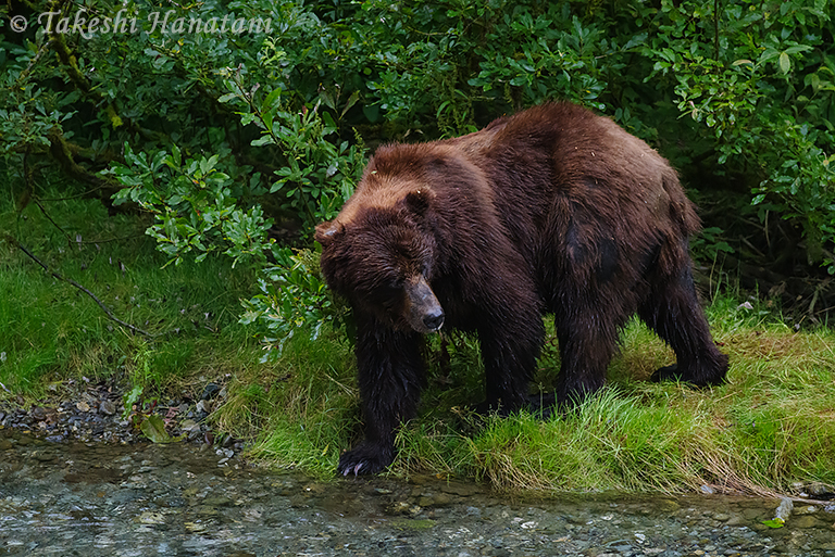 最終回 Grizzly bear – 原野と写真へのいざない / Beautiful Photo