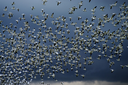 Snow Geese