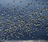 Snow Geese