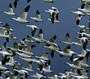 Snow Geese