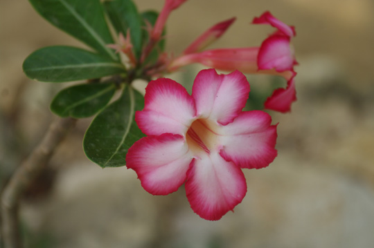 アデニウムの花