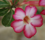 アデニウムの花