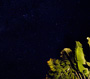 満天の星空