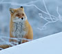 キタキツネ