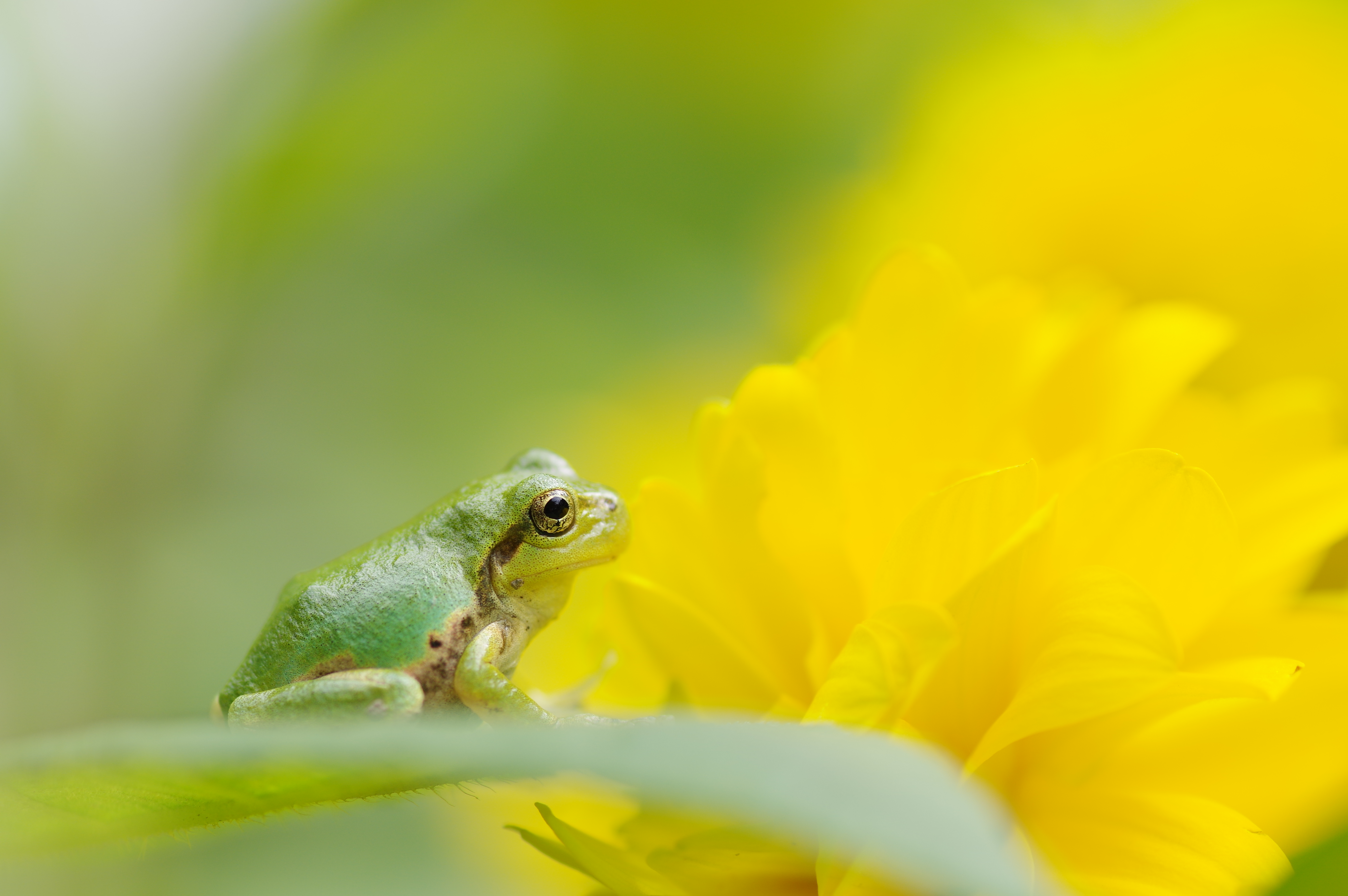 smc PENTAX-D FA Macro 100mm F2.8 WR