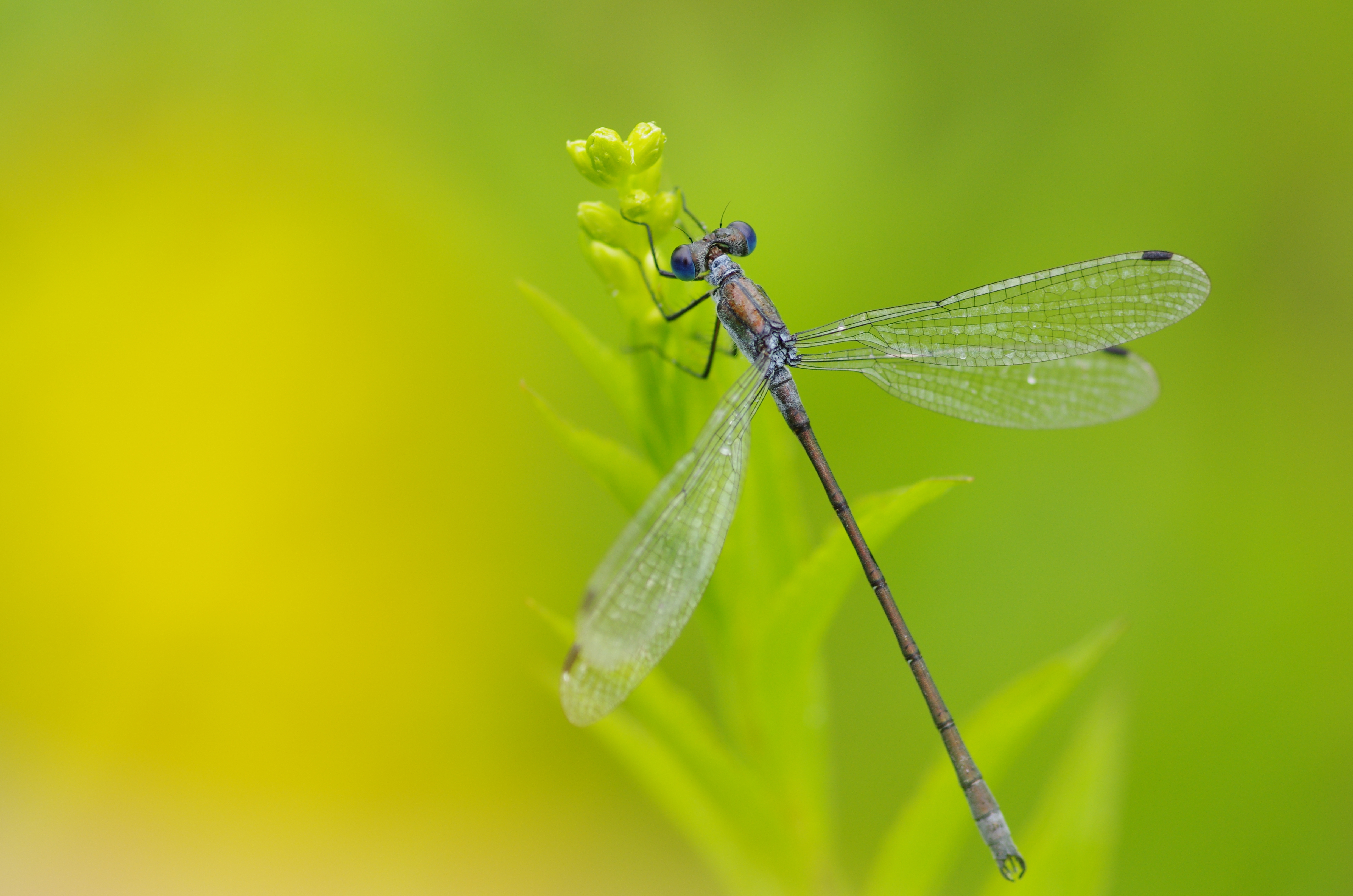 PENTAX SMC D FA M100/2.8 W/C DFAM100F2.8