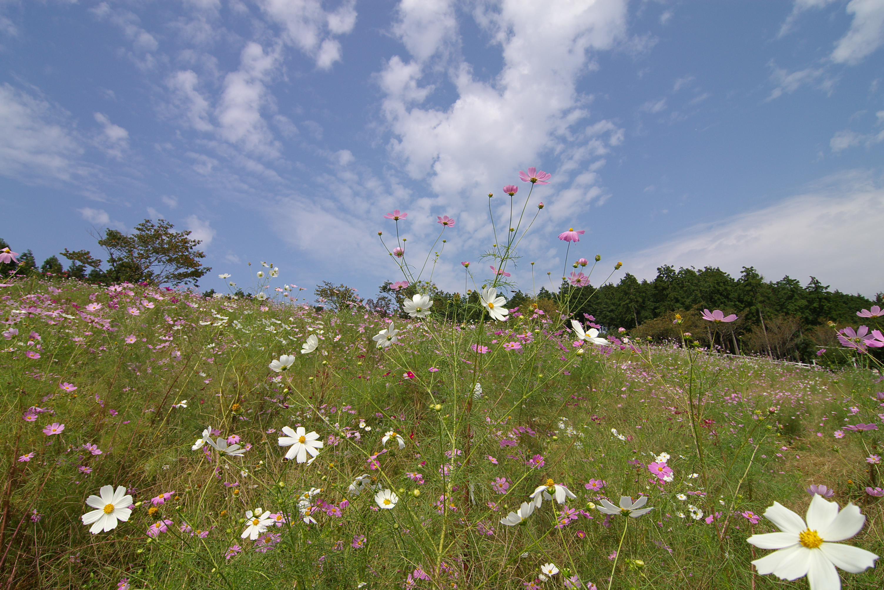 smc PENTAX-DA 12-24mmF4 ED AL[IF] / 広角レンズ / Kマウントレンズ