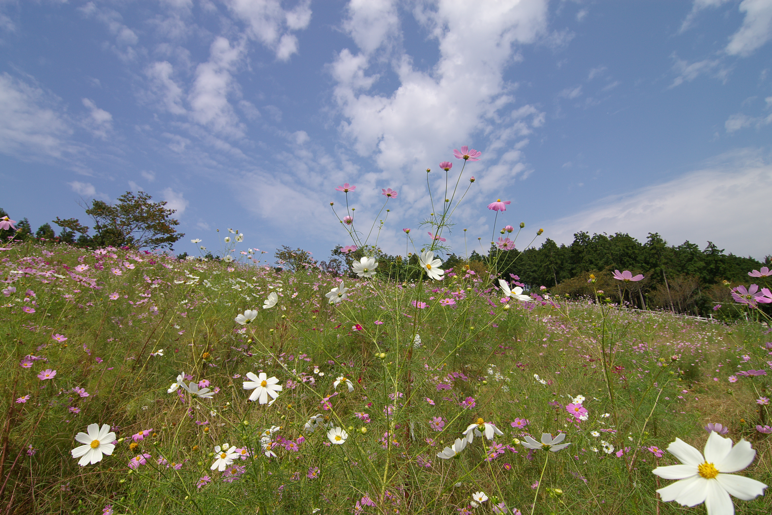 PENTAX SMC DA 12〜24mm ED AL （IF ）F4