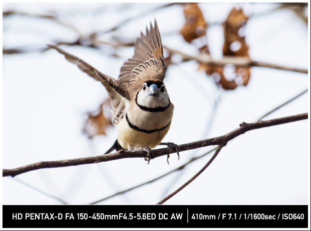 HD PENTAX-D FA 150-450mmF4.5-5.6ED DC AW / PENTAX STORY HD PENTAX-D FA 150-450mmF4.5-5.6ED DC AW / PENTAX STORY