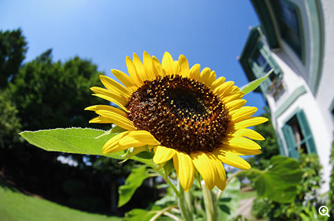 smc PENTAX-DA FISH-EYE 10-17mmF3.5-4.5 ED [IF]で撮影した写真