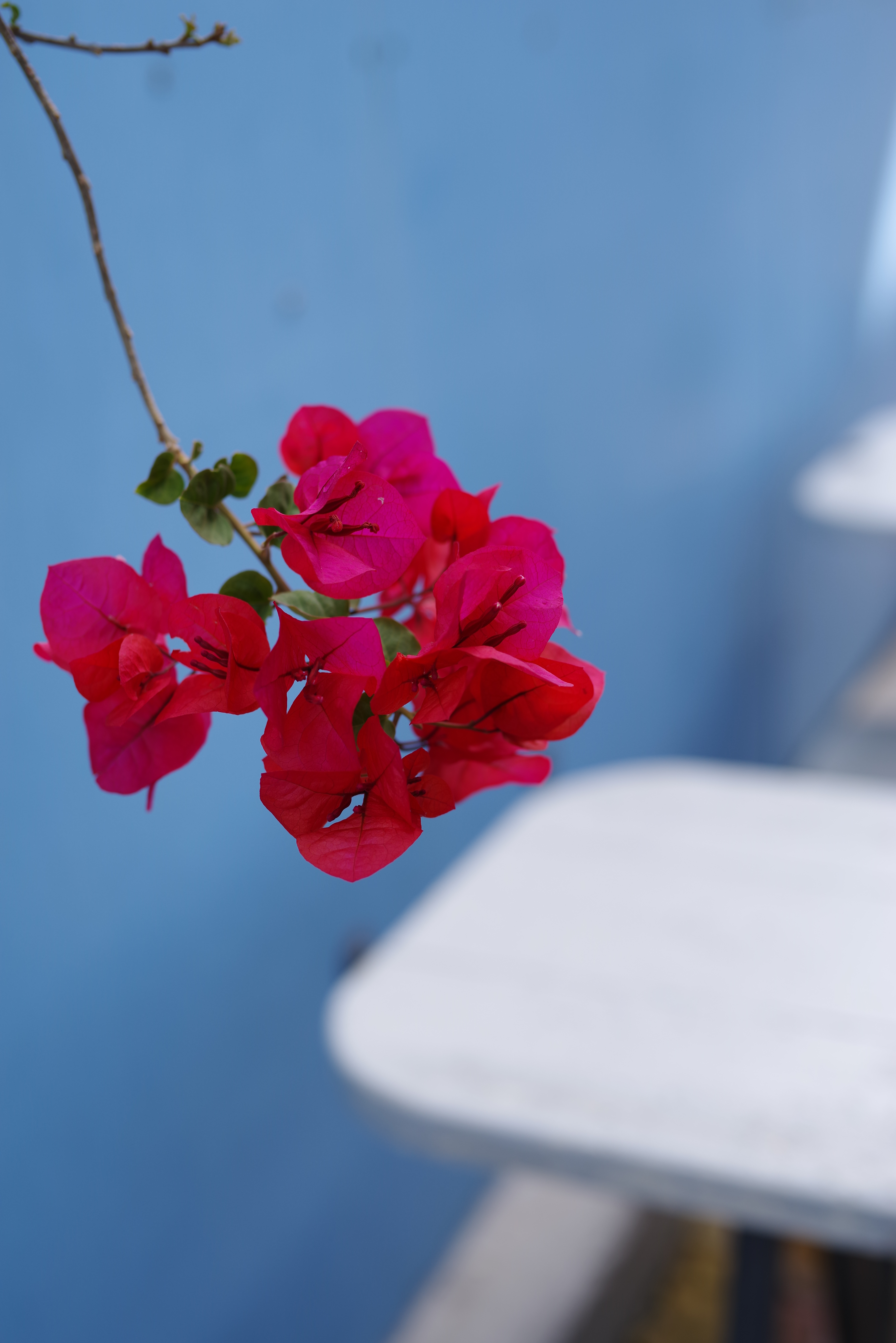 Professional's Perspective | HD PENTAX-D FA☆50mm F1.4 SDM AW