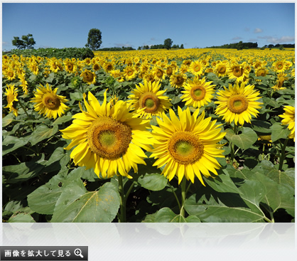 画像を拡大して見る