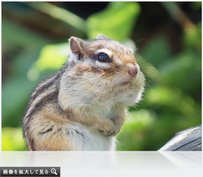 画像を拡大して見る