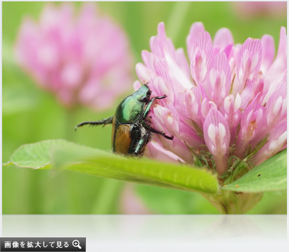 画像を拡大して見る