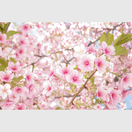 『SAKURA』